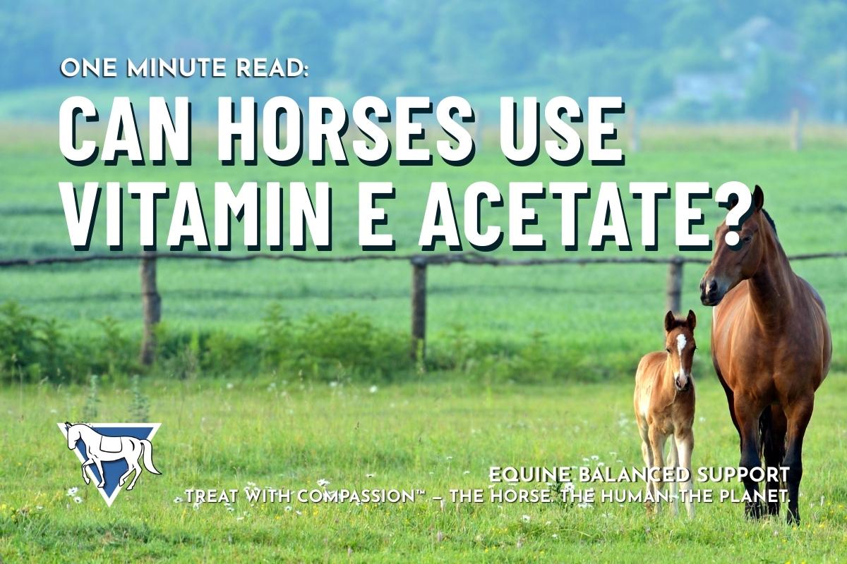 One Minute Read: Can Horses Use Vitamin E Acetate?