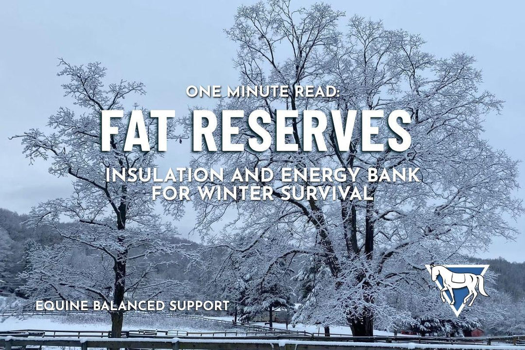 Fat Reserves: Insulation and Energy Bank for Winter Survival