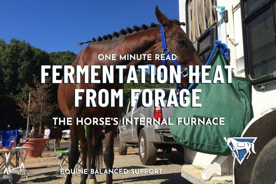 Fermentation Heat from Forage: The Horse's Internal Furnace