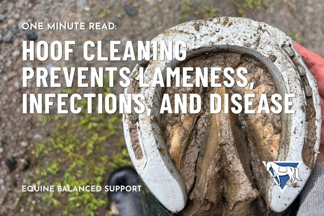 Hoof Cleaning Prevents Lameness, Infections, and Disease