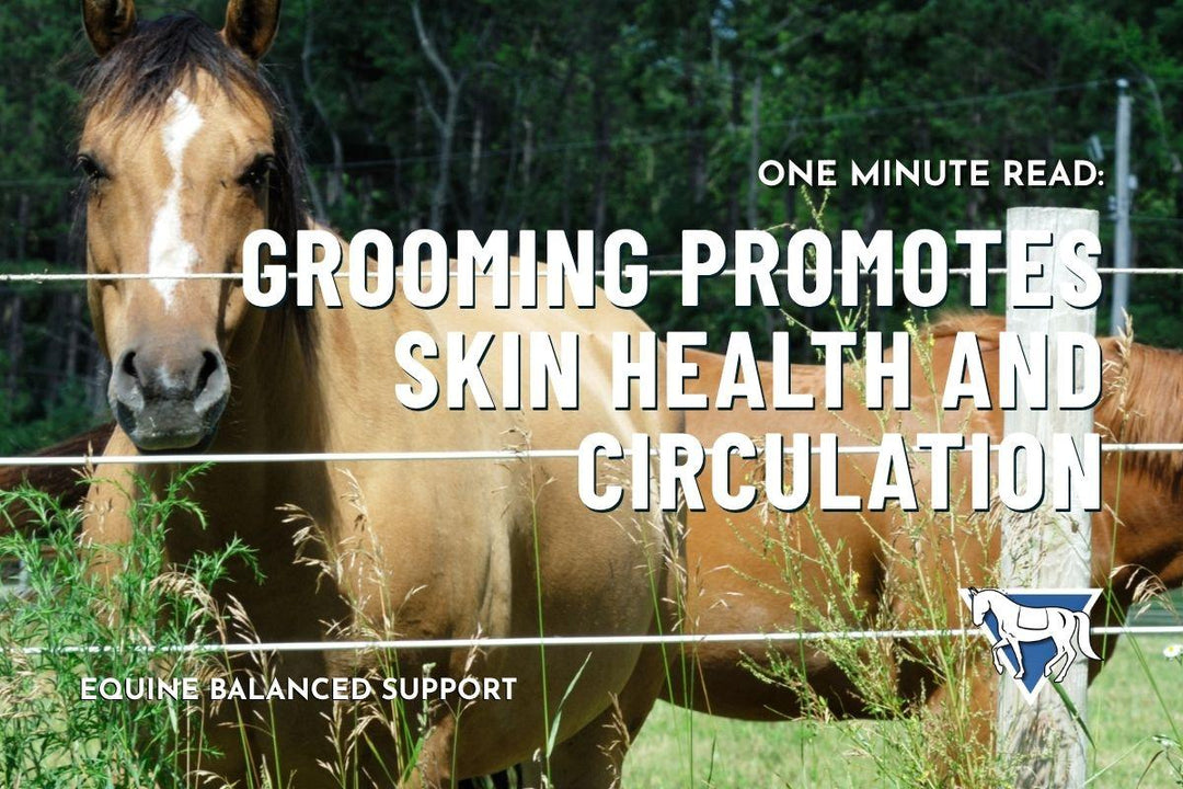 Grooming Promotes Skin Health and Circulation
