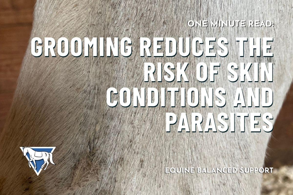 Grooming Reduces the Risk of Skin Conditions and Parasites