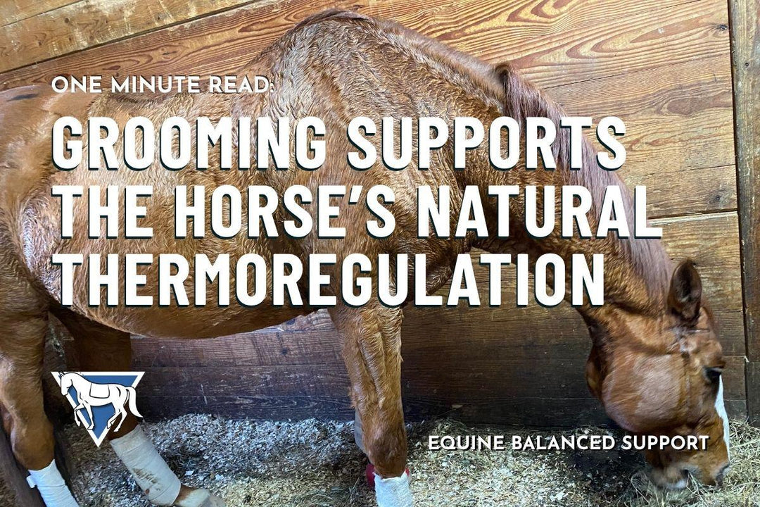Grooming Supports the Horse’s Natural Thermoregulation