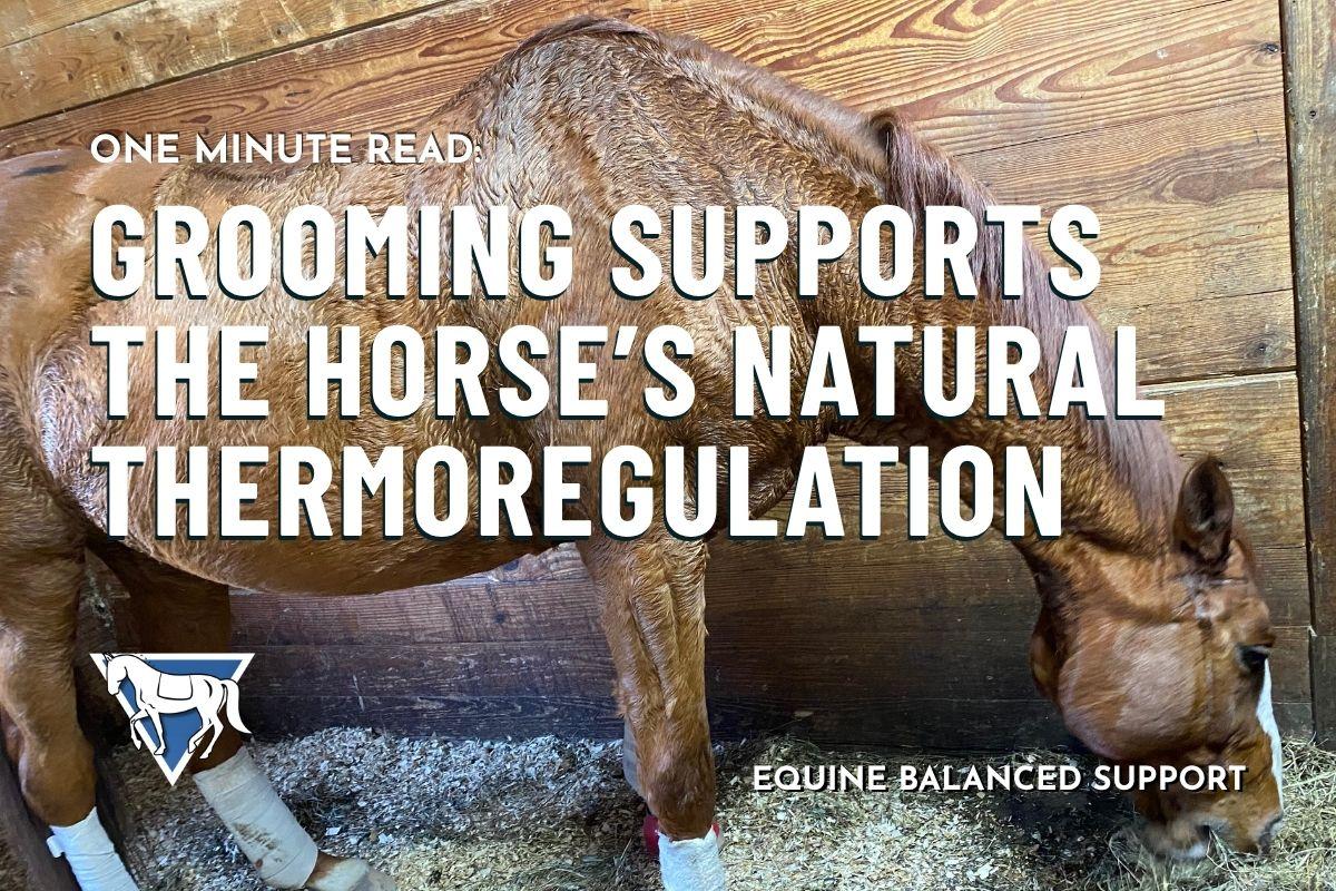 Grooming Supports the Horse’s Natural Thermoregulation