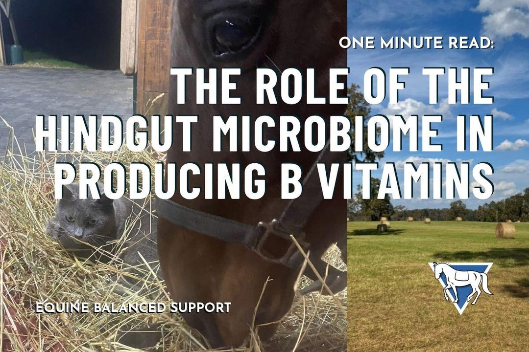 The Role of the Hindgut Microbiome in Producing B Vitamins