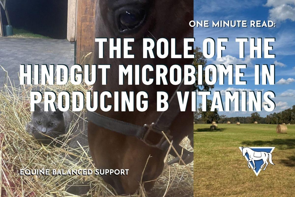 The Role of the Hindgut Microbiome in Producing B Vitamins