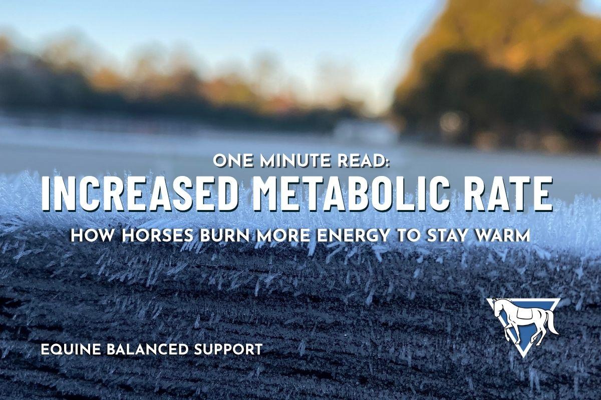 Increased Metabolic Rate: How Horses Burn More Energy to Stay Warm