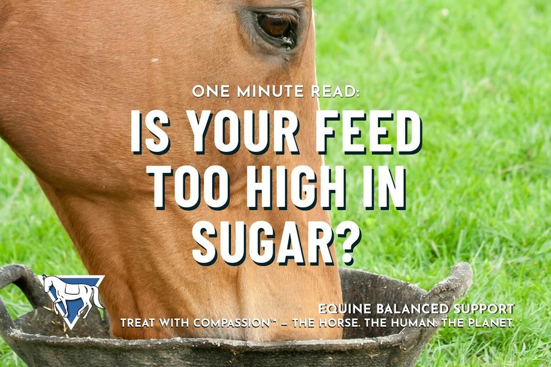 One Minute Read: How Sugar & Starch Affect Your Horse’s Health