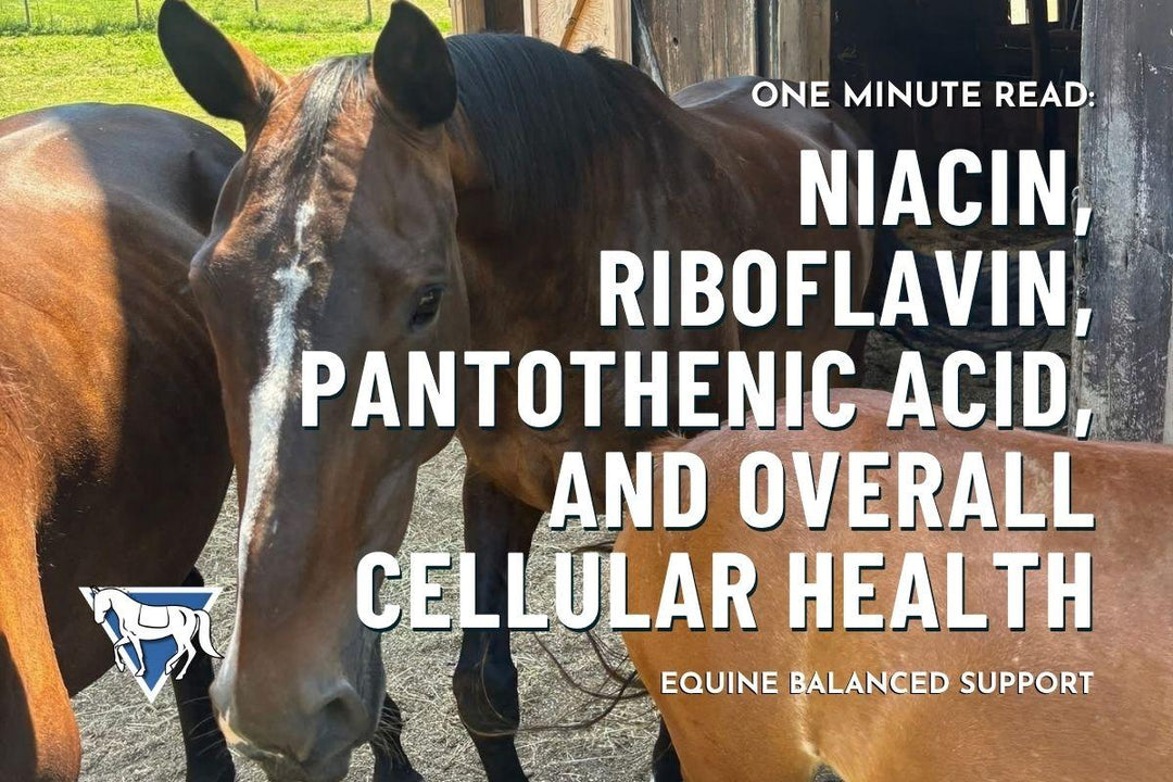 Niacin, Riboflavin, Pantothenic Acid, and Overall Cellular Health
