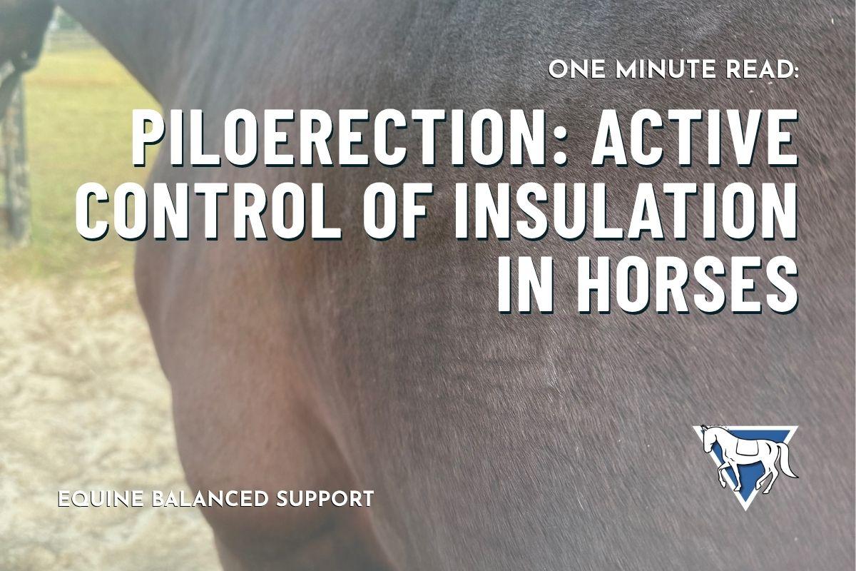 Piloerection: Active Control of Insulation in Horses
