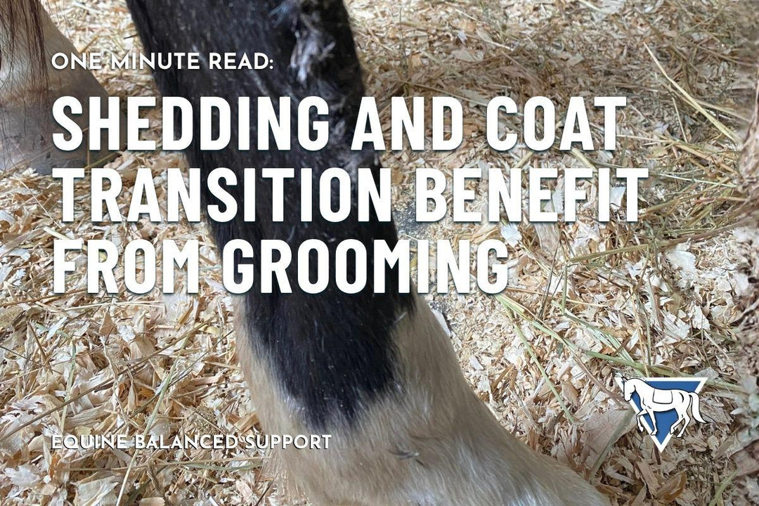 Shedding and Coat Transition Benefit from Grooming