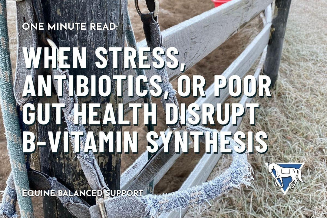 When Stress, Antibiotics, or Poor Gut Health Disrupt B‑Vitamin Synthesis