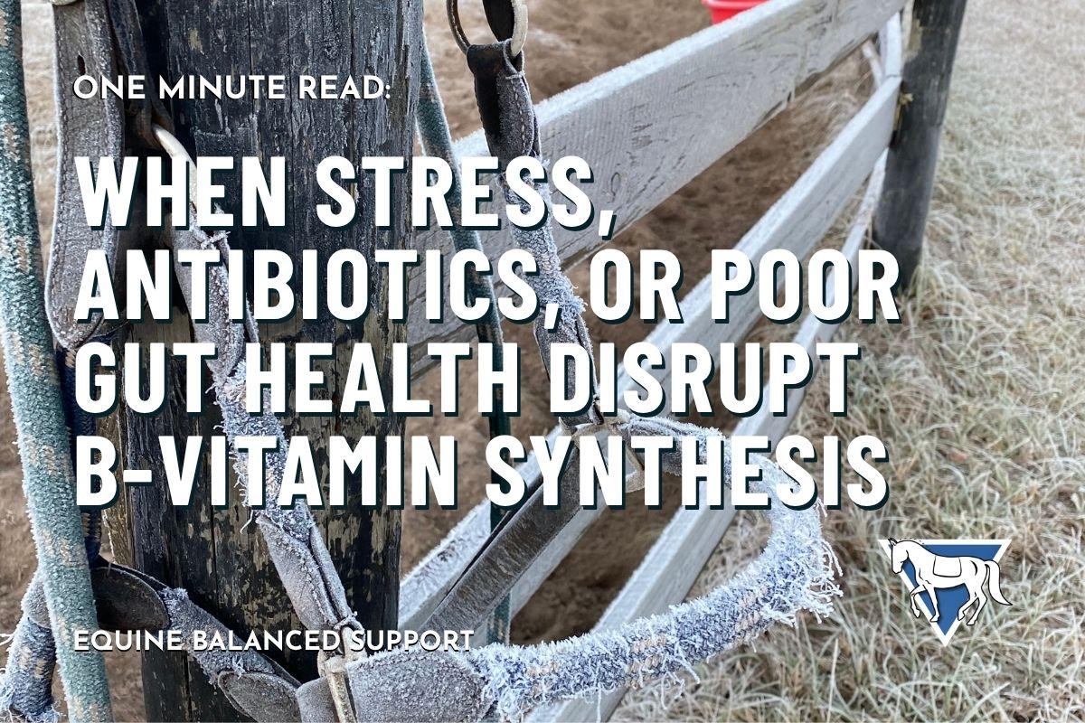 When Stress, Antibiotics, or Poor Gut Health Disrupt B‑Vitamin Synthesis
