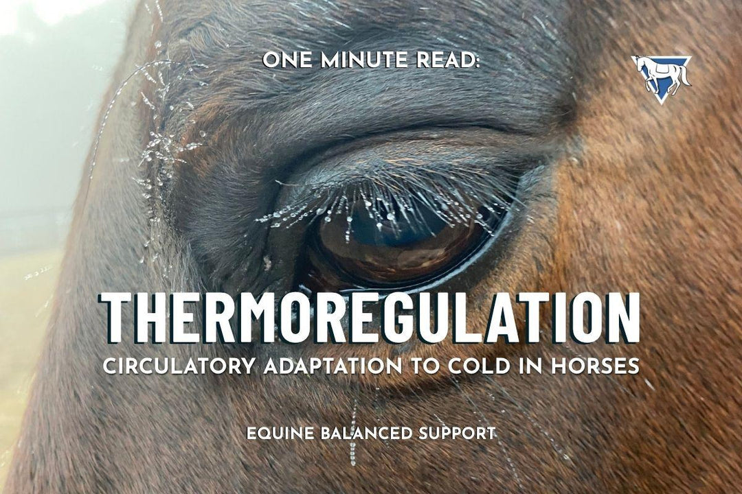 Thermoregulation: Circulatory Adaptation to Cold in Horses
