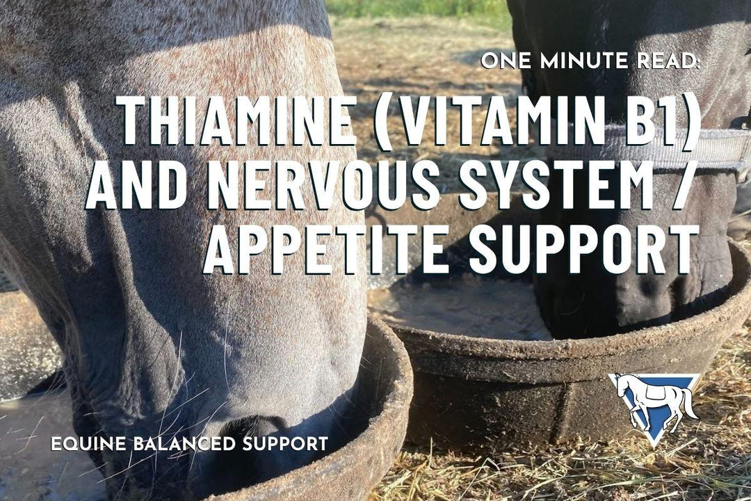 Thiamine (Vitamin B1) and Nervous System / Appetite Support