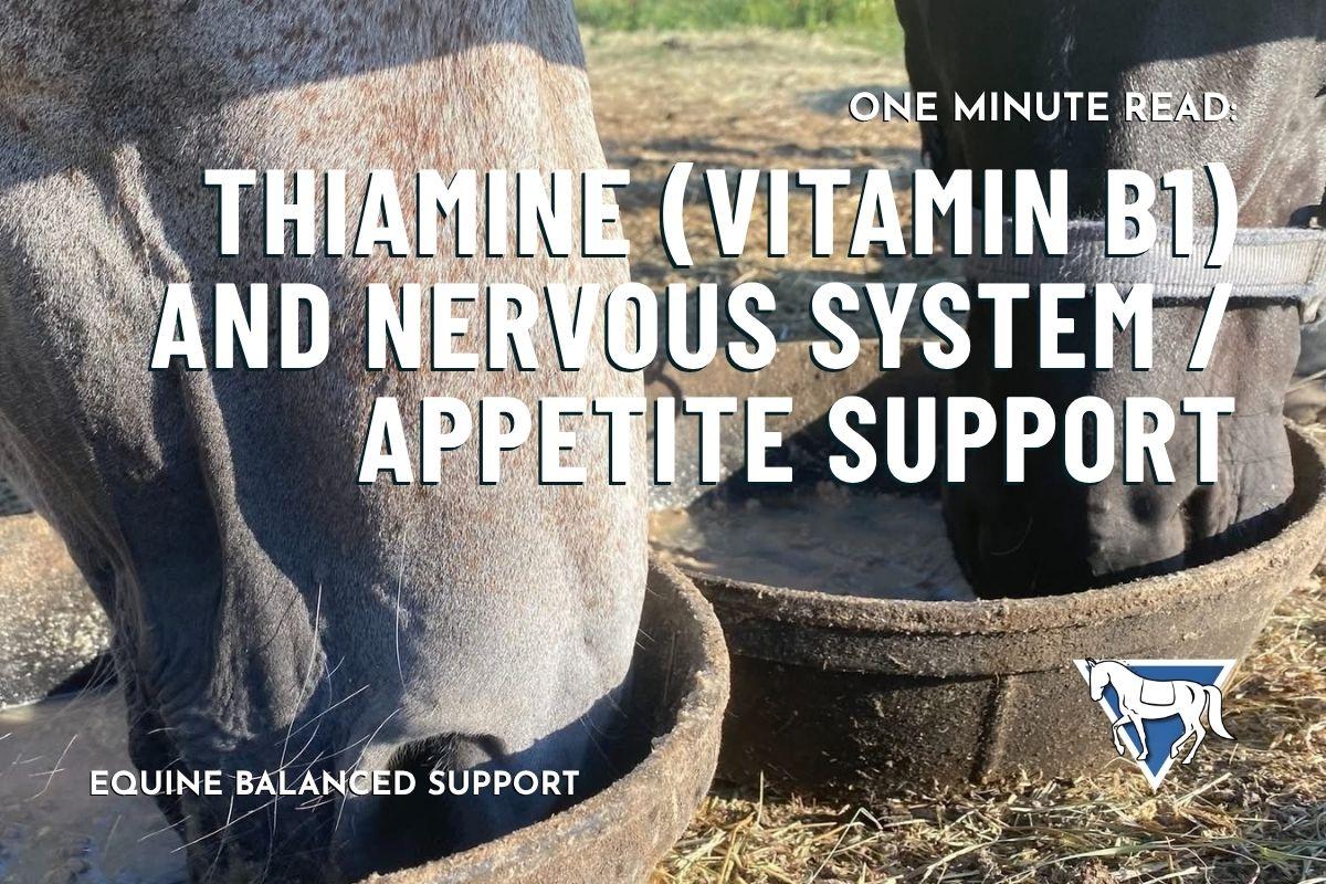 Thiamine (Vitamin B1) and Nervous System / Appetite Support