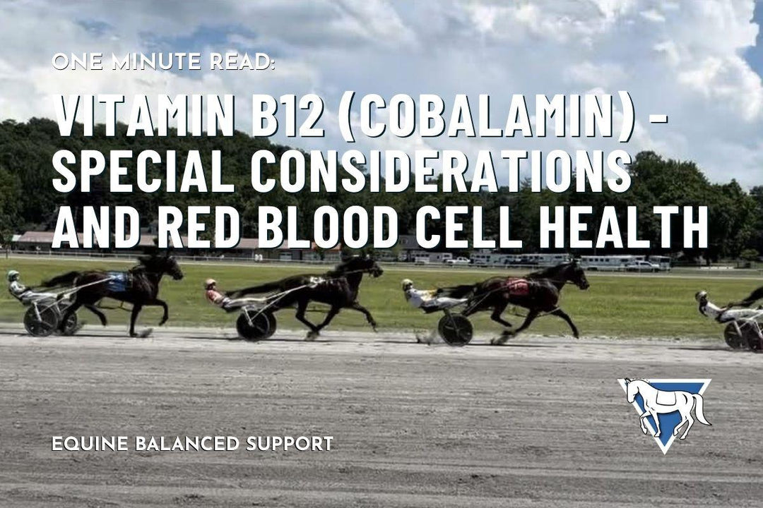 Vitamin B12 (Cobalamin) — Special Considerations and Red Blood Cell Health