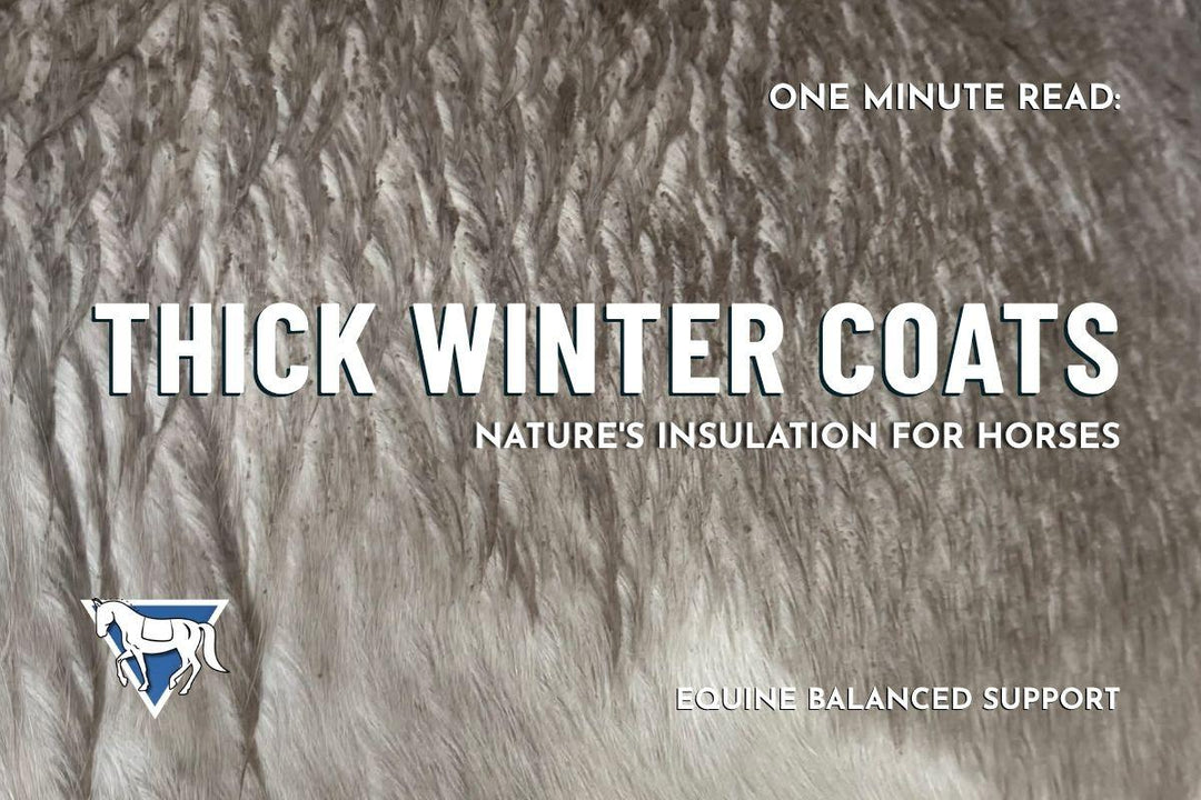 Thick Winter Coats: Nature's Insulation for Horses