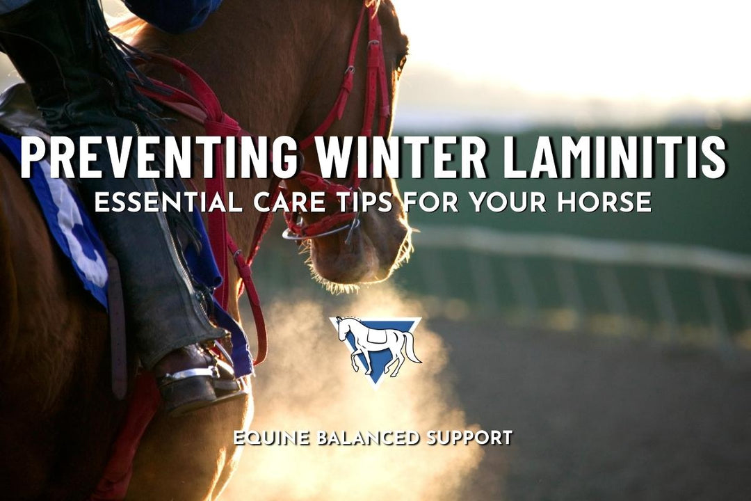Preventing Winter Laminitis: Essential Care Tips for your Horse