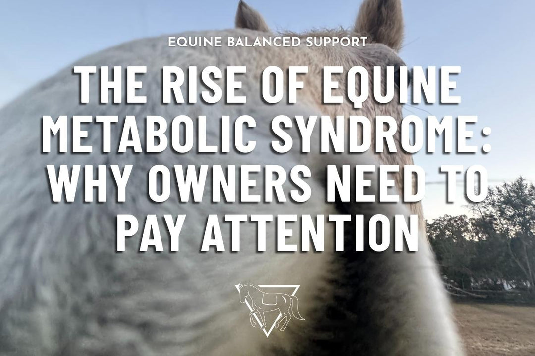 The Rise of Equine Metabolic Syndrome: Why Owners Need to Pay Attention