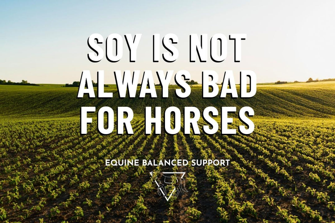 Soy Is Not Always Bad for Horses