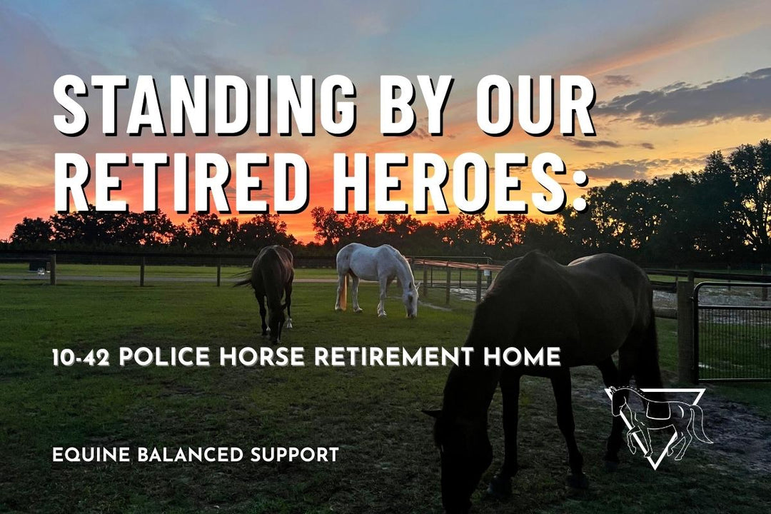 Standing By Our Retired Heroes: 10-42 Police Horse Retirement Home