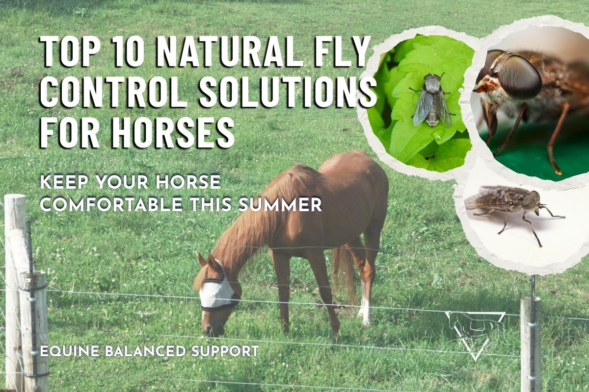 A horse wearing a fly mask stands in a well-managed pasture free of manure, showcasing natural fly control. Visible flies in the air. The background includes a clean, green field for grazing horses.