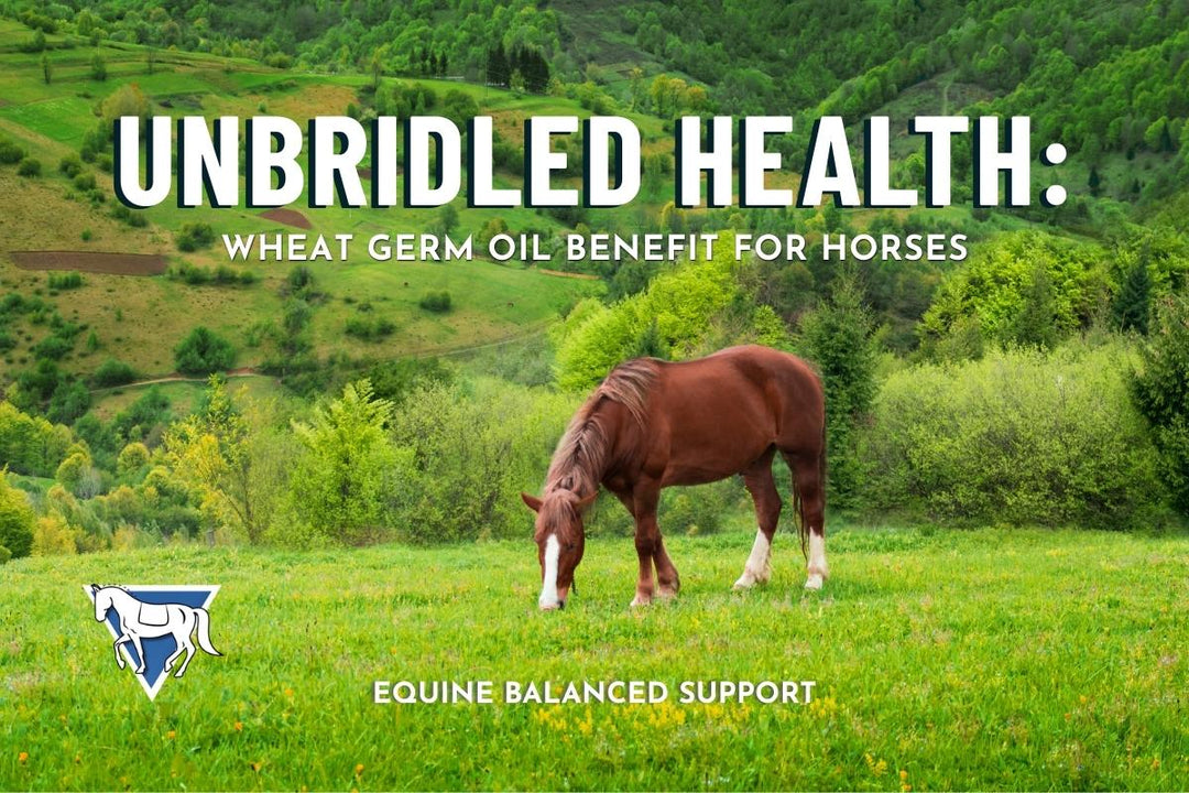 Unbridled Health: Wheat Germ Oil Benefit for Horses