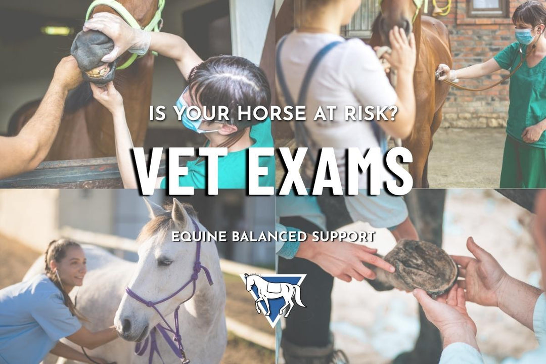 The Crucial Role of Yearly Veterinary Exams for Horses: Ensuring Optimal Health and Performance