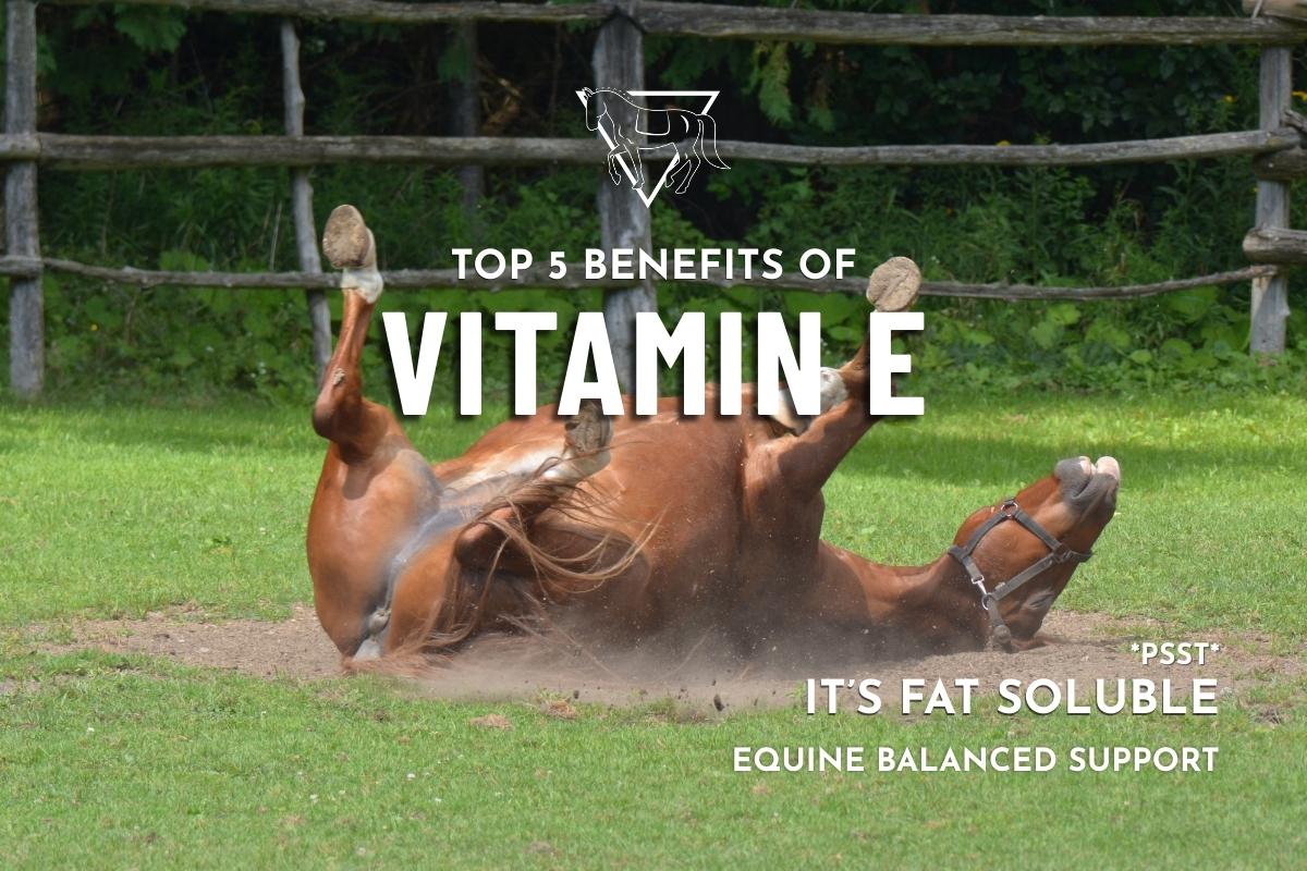 A brown horse joyously rolling around on its back in a patch of dirt in the grass, with Equine Balanced Support's logo and text: "Top 5 Benefits of Vitamin E: Psst, It's Fat Soluble"