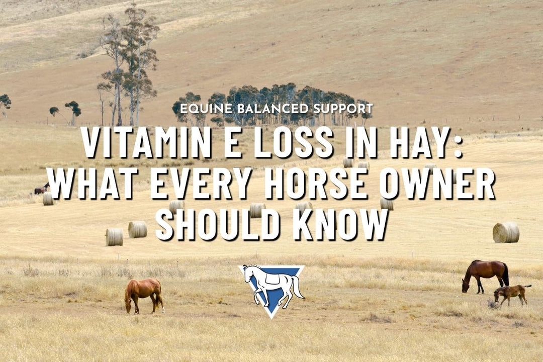 Vitamin E Loss in Hay: What Every Horse Owner Should Know