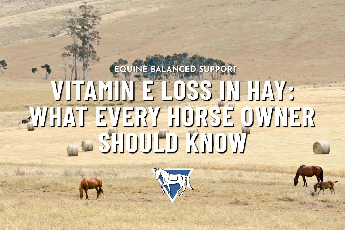 A small group of brown horses grazing in a field with hay bales with Equine Balanced Support's logo and text: "Vitamin E Loss in Hay: What Every Horse Owner Should Know"