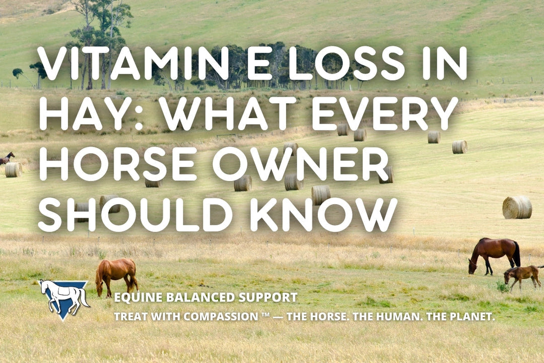 Vitamin E Loss in Hay: What Every Horse Owner Should Know