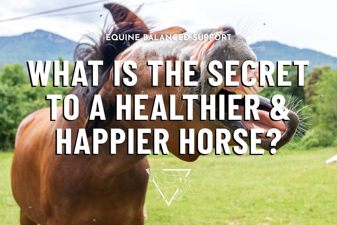 The Secret to a Happier Horse: How a Balanced Diet Enhances Equine Health
