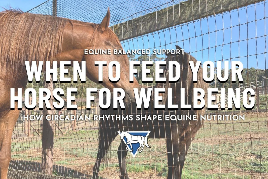 When to Feed Your Horse For Wellbeing