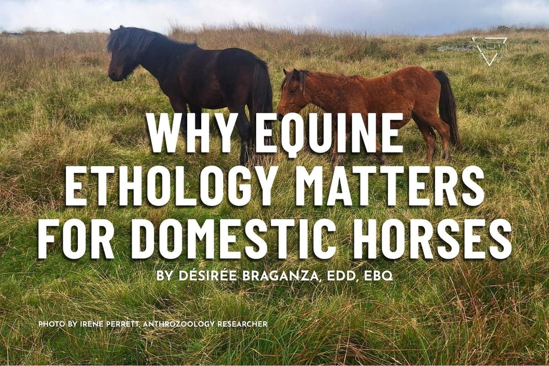 Understanding Equine Ethology: How Natural Behaviors Improve Domestic Horse Well-Being
