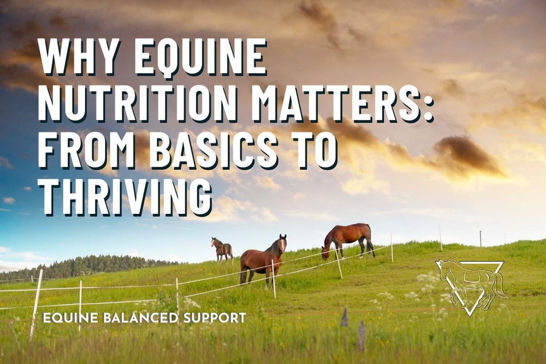 Why Equine Nutrition Matters: From Basics to Thriving