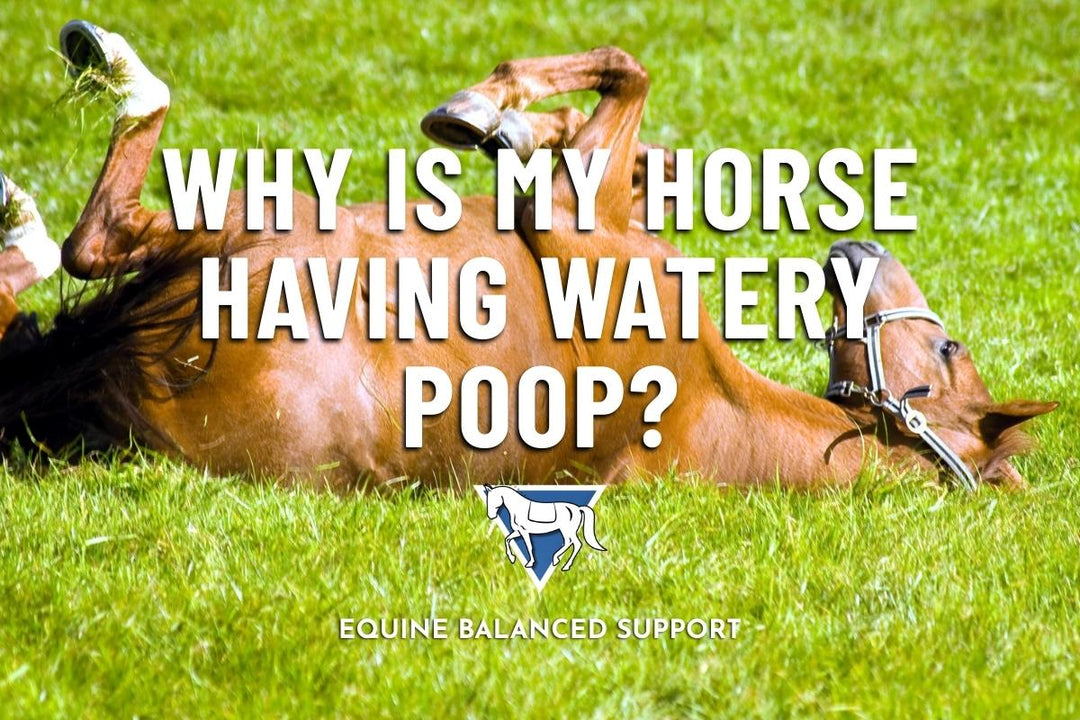 Fixing Horse Diarrhea: Why It Happens & Nutritional Solutions That Work