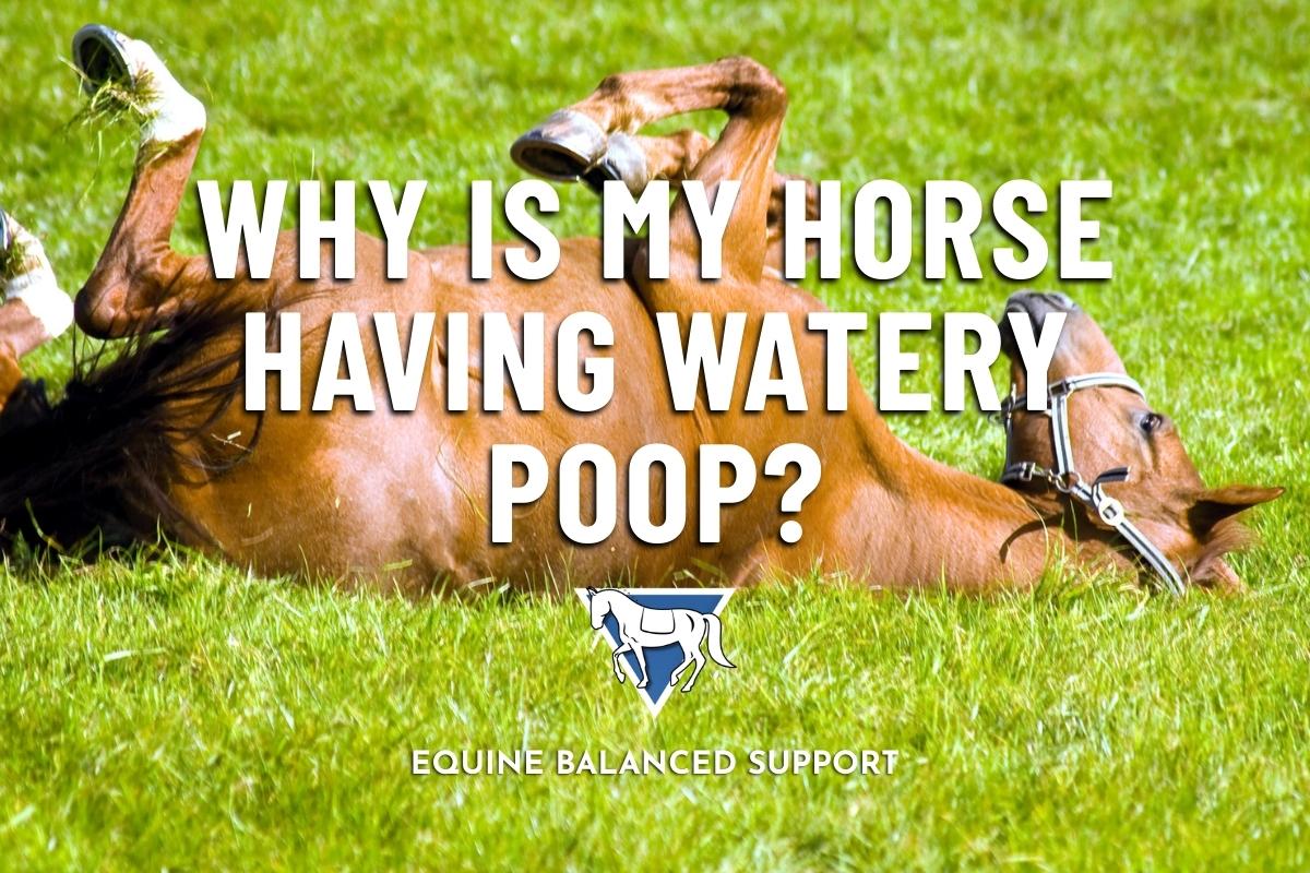 Fixing Horse Diarrhea: Why It Happens & Nutritional Solutions That Work