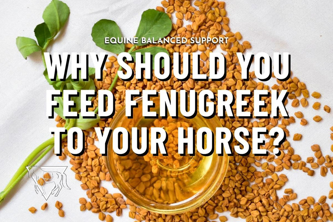 Fenugreek for Horses: Benefits, Risks, and How to Feed It