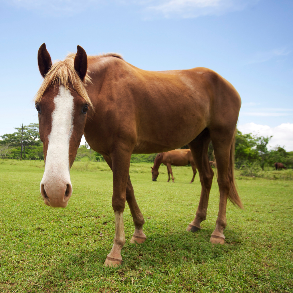 Engage with our Equine Health and Wellness Haven: Discover top-rated supplements for peak horse health and performance across essential categories, from best sellers to specialized metabolic and joint support.