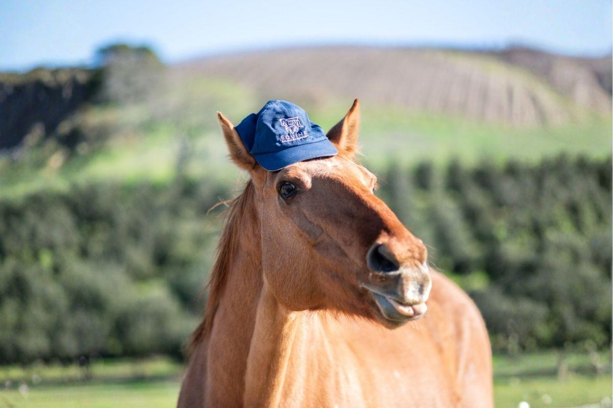 Equine Balanced Support