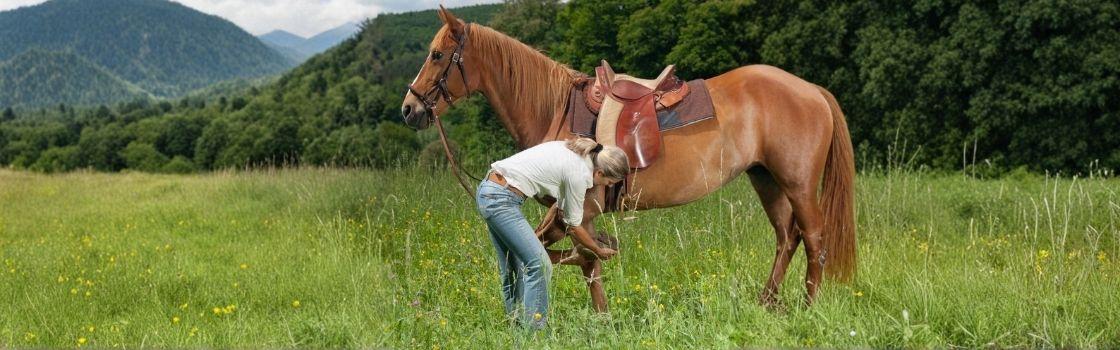 Advanced Joint Health Supplements for horses with glucosamine, MSM, and hyaluronic acid for mobility.