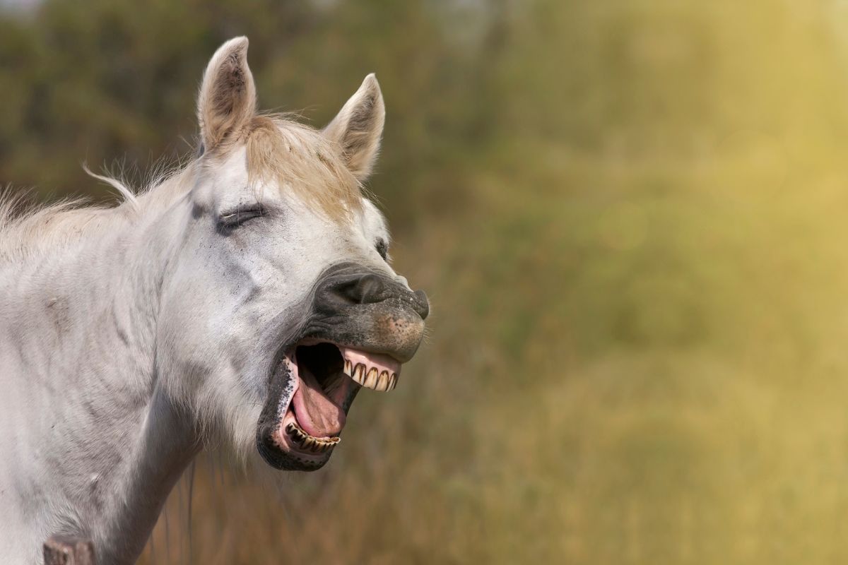 Horse Rescue Favorites