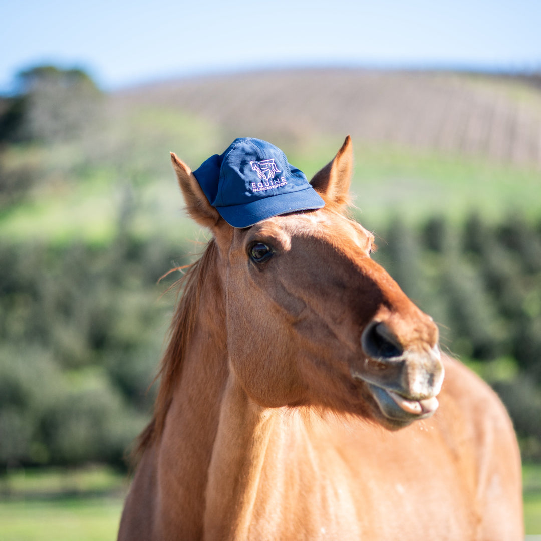 Horse wearing a blue cap with a logo in a field