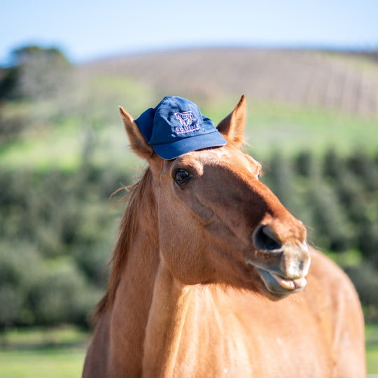Horse wearing a blue cap with a logo in a field