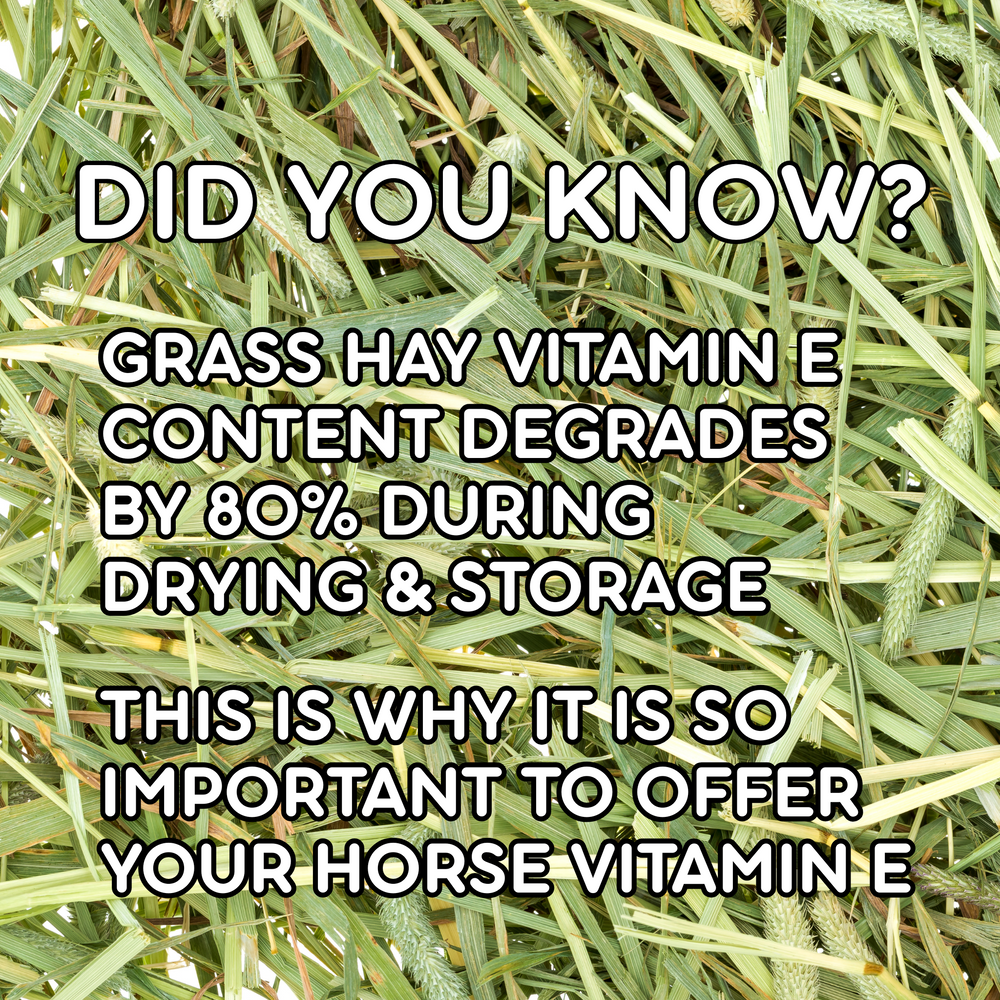 How to help support your horse with degrading hay nutrition levels!