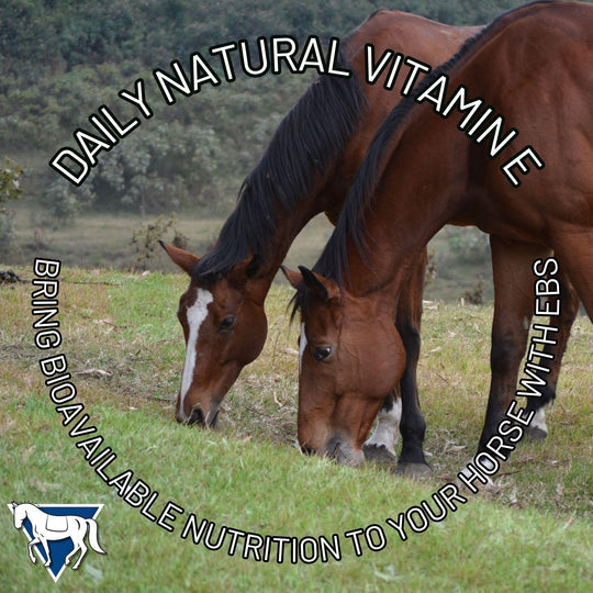 Daily Natural Vitamin E - High Bioavailability Antioxidant Support