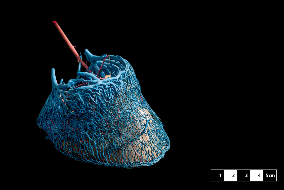 Horse hoof graphic