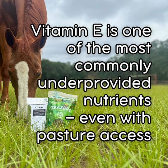 Foundation Support Bundle